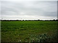 Field near Sizewell Hall