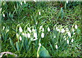 Early snowdrops in Ospringe churchyard