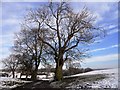 Winter trees at Broad Oak