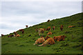 SY9976 : Cattle near Dancing Ledge, Langton Matravers by Phil Champion