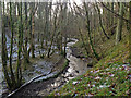 Cockshot Beck running through Cockshot Wood