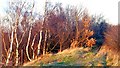 Reclaimed disused colliery spoil heap near Hemingfield