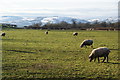 Sheep grazing near Carnedd