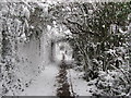 Overhanging branches near Wenvoe TV Station