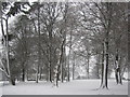 Trees at Coedarhydyglyn Park