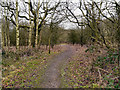 Footpath in Golborne Park Wood