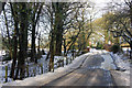 Shellow Lane in Station Wood