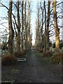 Within St Giles Hill Cemetery (v)