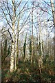 Trees on  Laindon Common