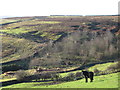 The valley of Black Burn