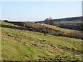 Farmland above Black Burn (2)