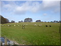 ST9516 : Minchington, sheep grazing by Mike Faherty