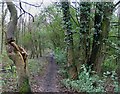 Towards Bluebell Wood