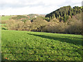 Woodland above Nant-y-Glyn