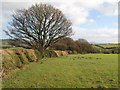 Pasture above Meifod