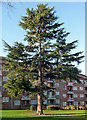 Atlas Cedar (Cedrus atlantica),  Lakeview Road