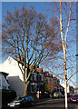 Trees, Lamberhurst Road