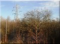 Pylon near Stoke Junction