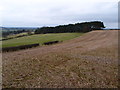 Long Plantation on Everdon Hill