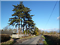 Evergreens at Manor Farm