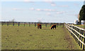 Highland Cattle near Cropwell Butler