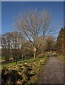 Ash by the Wray Valley Trail