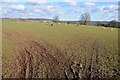 Farmland at Much Cowarne