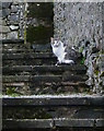 SD3178 : Friendly cat on the steps by Karl and Ali