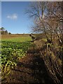 Footpath near Pepperdon Farm