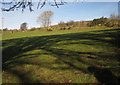 Pasture and field boundary, Shute Lane