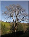 Tree below The Sentry