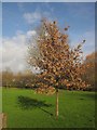 SX9390 : Oak, Ludwell Valley Park by Derek Harper