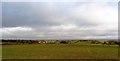 A field of winter crops near East Chiltington