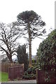 Monkey Puzzle Tree, The Ridge, near Hastings