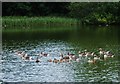 TG1238 : Greylag and Egyptian geese, Baconsthorpe Castle by Barbara Carr