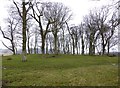 Defended settlement north-west of Chester Cottage