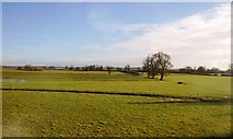 SJ9216 : Farmland near Drayton Manor by N Chadwick
