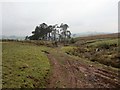 Llwybr Ceffyl Sychnant Bridleway