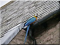 Drinking Macaw