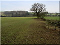 Bridleway leading to Horn Bank Farm