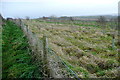 Rough ground near Thorley