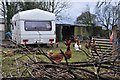 Taunton Deane District : Caravan & Chickens