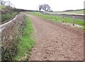 Racehorse gallop, Sandhill Farm (2)