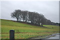 Small woodland by the A303