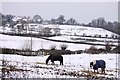 SP5611 : Horses in a snow covered field by Steve Daniels