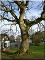 Oak tree, Forde Park