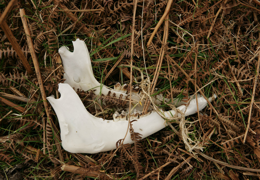 Herdwick Sheep Lower Jaw, Boot, Cumbria © Peter Trimming :: Geograph ...