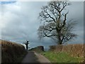 Trees beside the road west of Ashtown