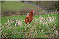 SS6531 : A hen near Home Barton Farm, West Buckland by Roger A Smith