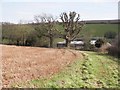 Newly pruned tree, Home Farm